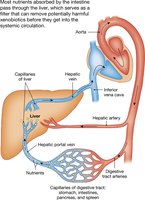 Blood flow through the hepatic portal system