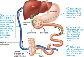 Enterohepatic circulation of bile salts