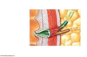 Sectional view of duodenal ampulla and related structures