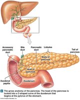 Gross anatomy of the pancreas with labeled ducts and lobules