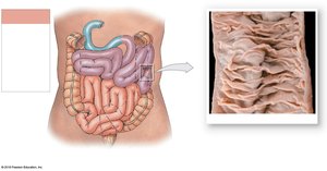 Gross anatomy of the jejunum