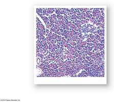 Light micrograph of the cellular organization of the pancreas