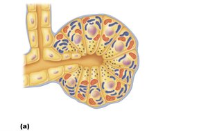 Structure of the enzyme-producing tissue of the pancreas
