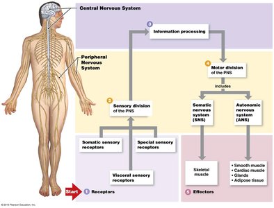 Diagram of nervous system divisions and pathways