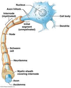 Schwann cells and satellite cells in the PNS