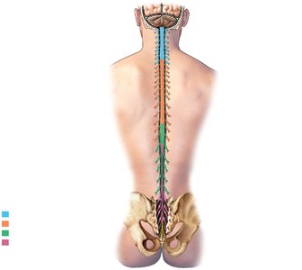 Spinal cord regions and enlargements