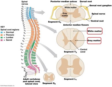 Cross-section of the spinal cord showing white and gray matter