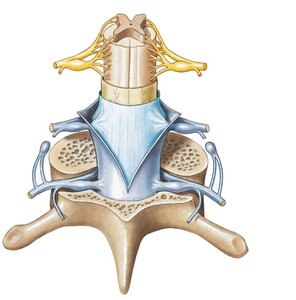 Functional organization of gray matter in the spinal cord
