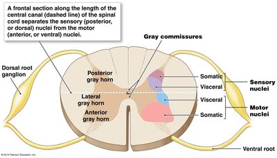 Connective tissue layers of a spinal nerve