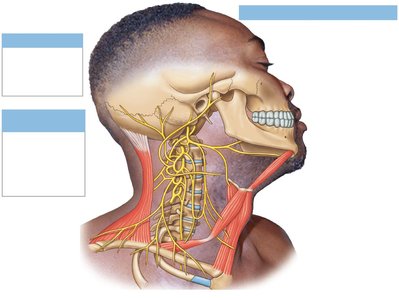 Nerves of the cervical plexus