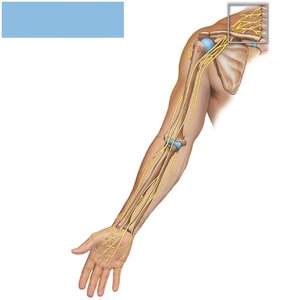 Brachial plexus: major nerves of the arm and forearm