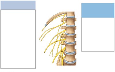 Lumbar plexus, anterior view