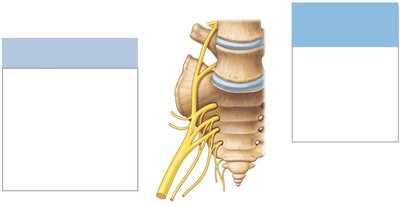 Sacral plexus, anterior view