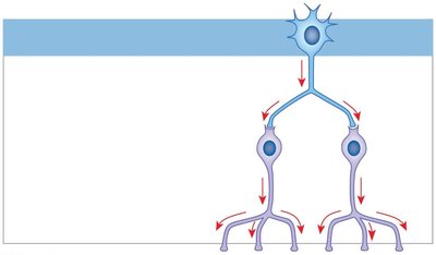 Divergence circuit pattern