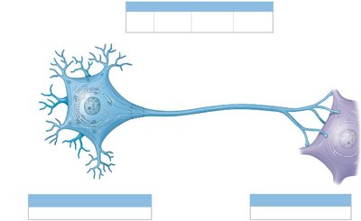 Labeled diagram of a neuron showing dendrites, axon, axon hillock, and terminals