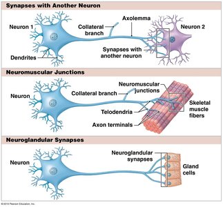 Types of synapses: neuron-neuron, neuromuscular, neuroglandular