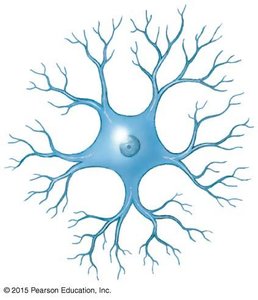 Structural types of neurons: anaxonic, unipolar, bipolar, multipolar