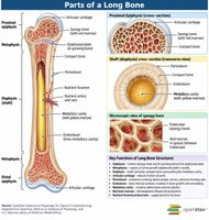 Parts of a long bone