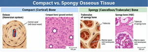Compact vs. spongy osseous tissue