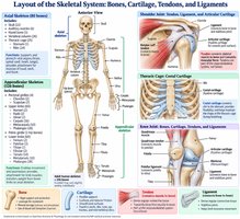 Layout of the skeletal system: bones, cartilage, tendons, and ligaments