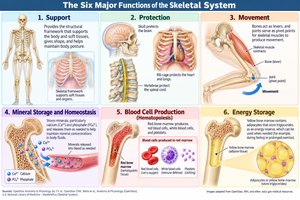 Six major functions of the skeletal system