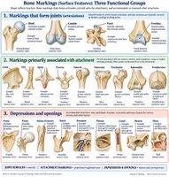 Bone markings: three functional groups