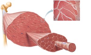 Connective tissue sheaths in skeletal muscle