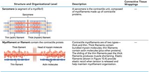 Sarcomere and myofilament structure