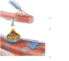 Neuromuscular junction