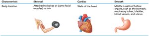 Body location of muscle types