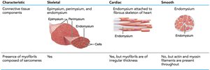 Connective tissue components and myofibrils