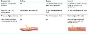 Sarcoplasmic reticulum, calcium source, and cell junctions