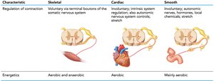 Regulation of contraction and energetics