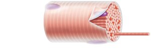 Diagram of muscle fiber showing myofibrils