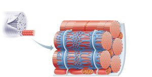 Sarcoplasmic reticulum and T tubules in skeletal muscle fiber