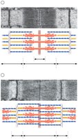 Changes in striations as skeletal muscle contracts