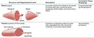 Muscle and fascicle structure