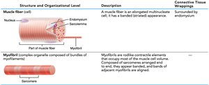 Muscle fiber and myofibril structure