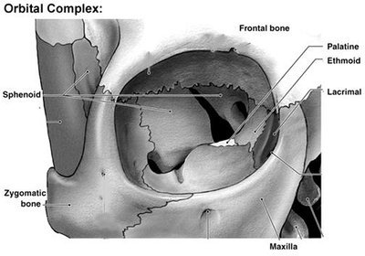 Labeled diagram of the orbital complex showing the frontal, sphenoid, zygomatic, maxilla, palatine, ethmoid, and lacrimal bones
