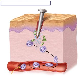 Chemotaxis: Neutrophils follow chemical trail