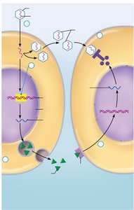 Interferon mechanism against viruses: antiviral proteins block viral reproduction