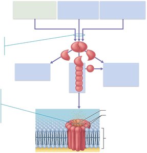 Complement activation pathways and effects
