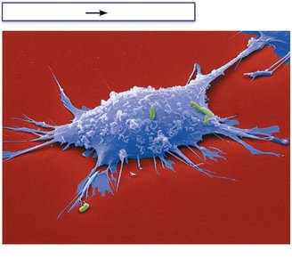A macrophage about to engulf bacteria