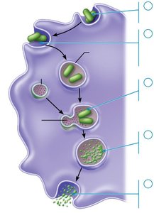 Events of phagocytosis: exocytosis of waste