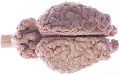 Preserved sheep brain
