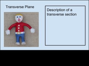 Transverse plane clay model