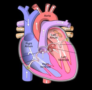Diagram of the heart showing chambers, valves, and blood flow