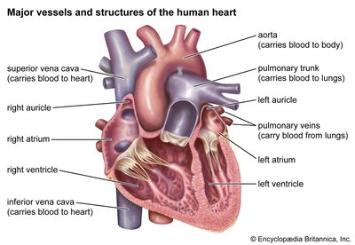 Major vessels and structures of the human heart