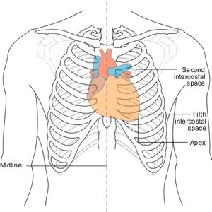 Surface anatomy of the heart showing intercostal spaces and apex location