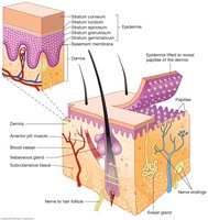 Diagram of skin layers and appendages